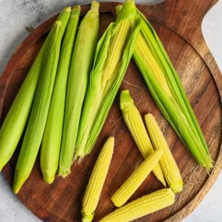 TOÀN PHÁT - BẮP BAO TỬ