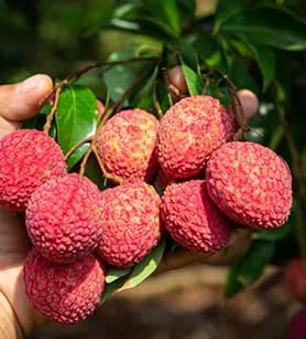 Toàn Phát - Kết nối nông sản Việt Nam với Thế Giới