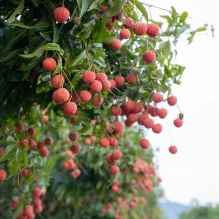 TOÀN PHÁT - VẢI TƯƠI